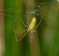 Image de Tetragnatha extensa (Linnaeus 1758)