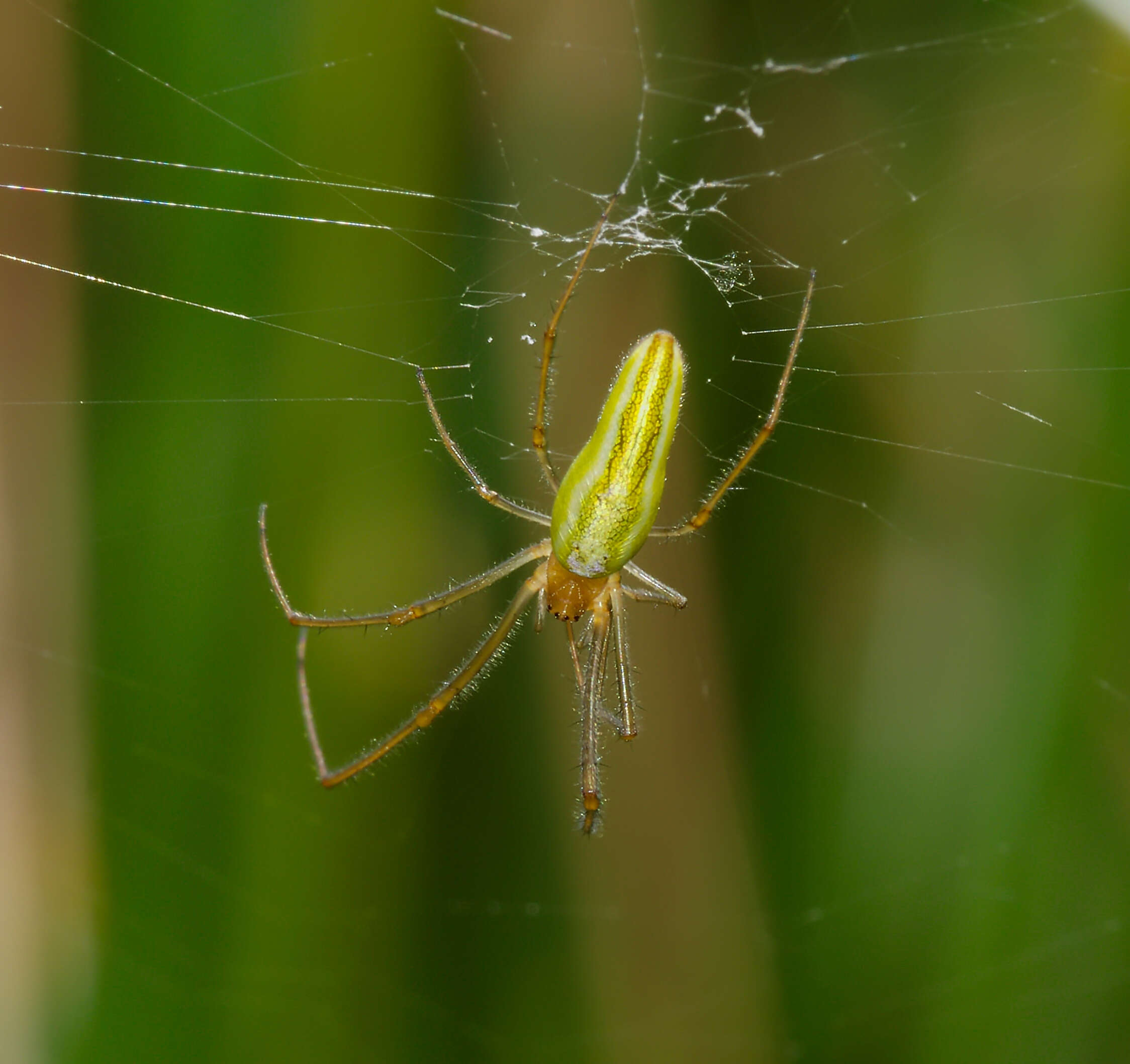 Image de Tetragnatha extensa (Linnaeus 1758)