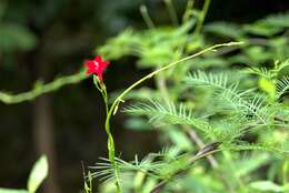 Image of Cypress Vine