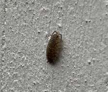 Image of common rough woodlouse