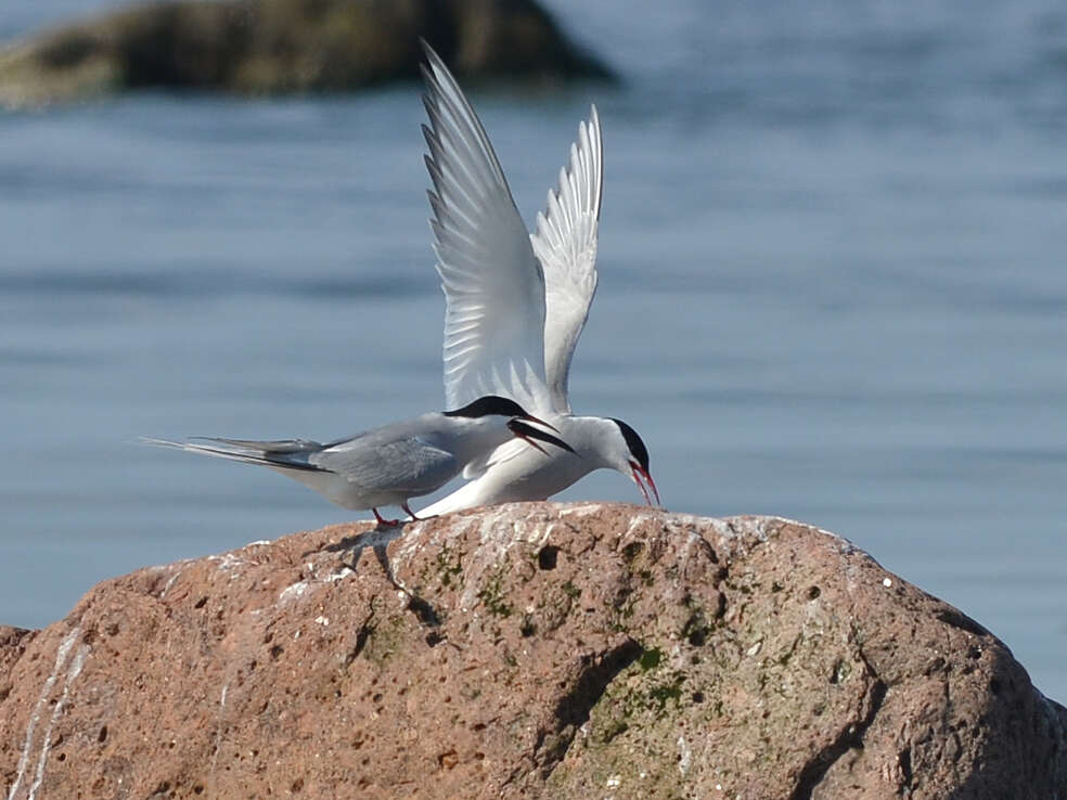 Image of Arctic Tern