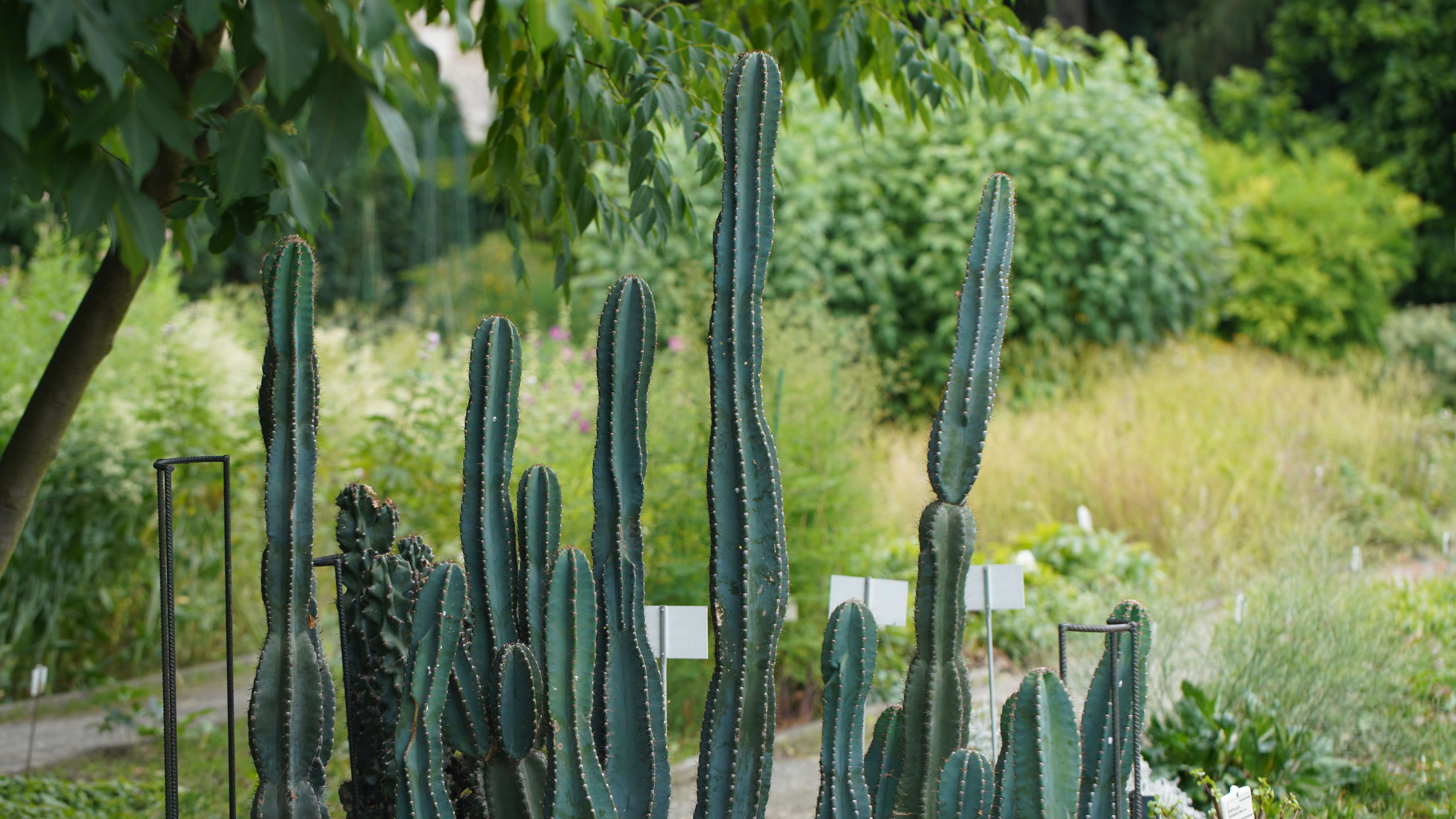 Cereus repandus (L.) Mill. resmi