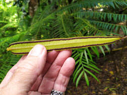 Image of angiopteris fern