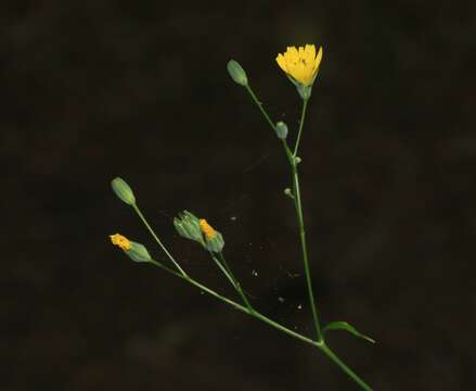 Image of nipplewort