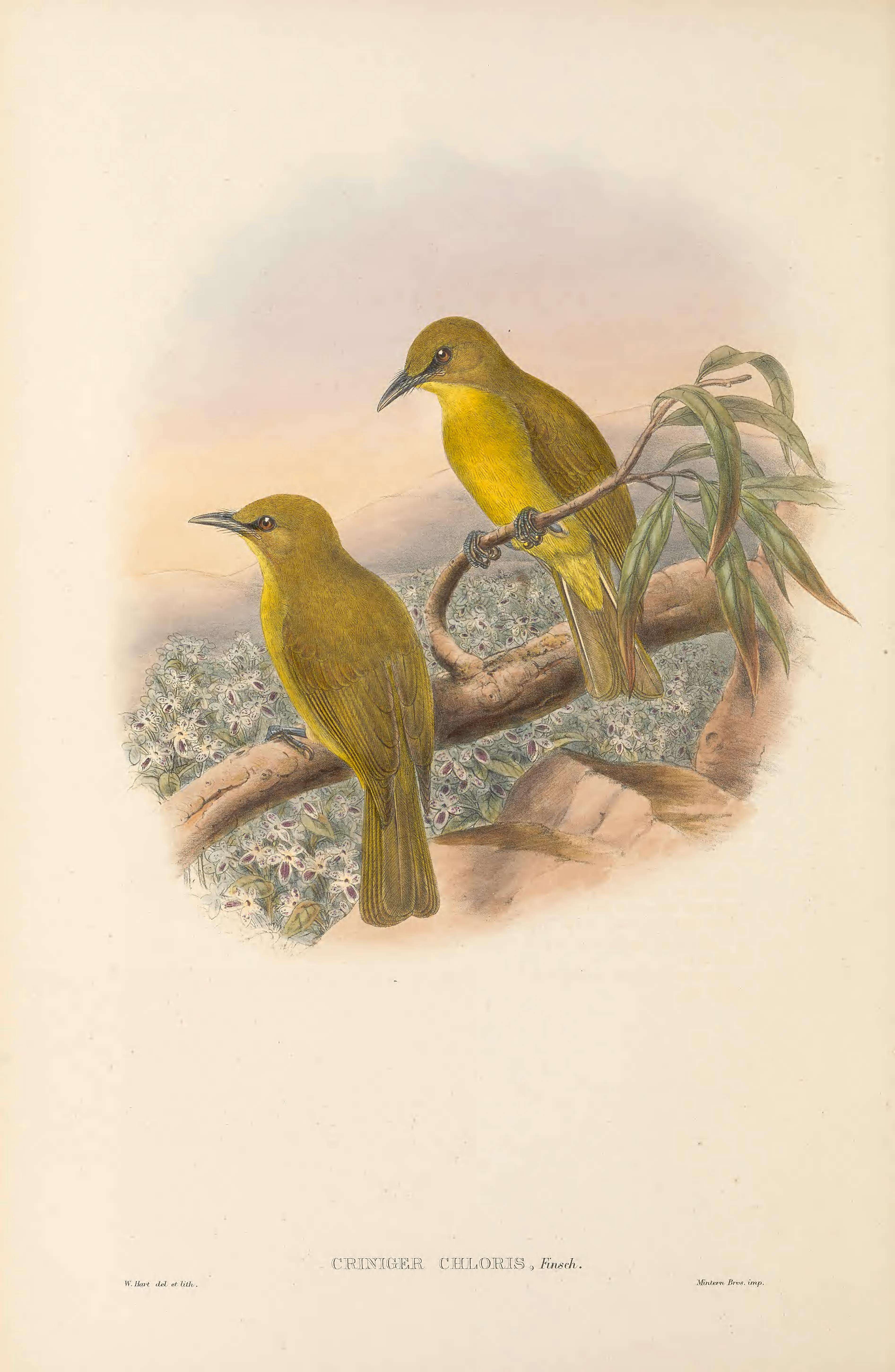 Image of Northern Golden Bulbul