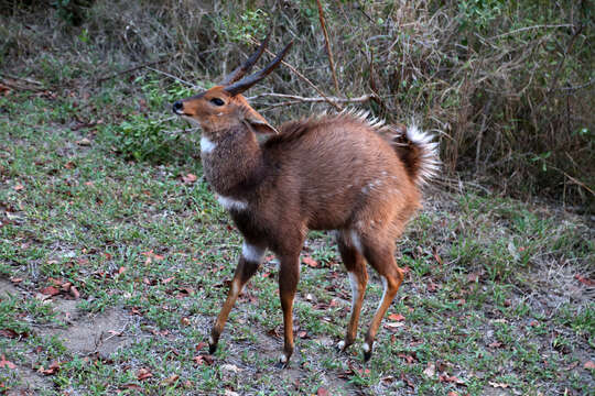 Image of Tragelaphus sylvaticus