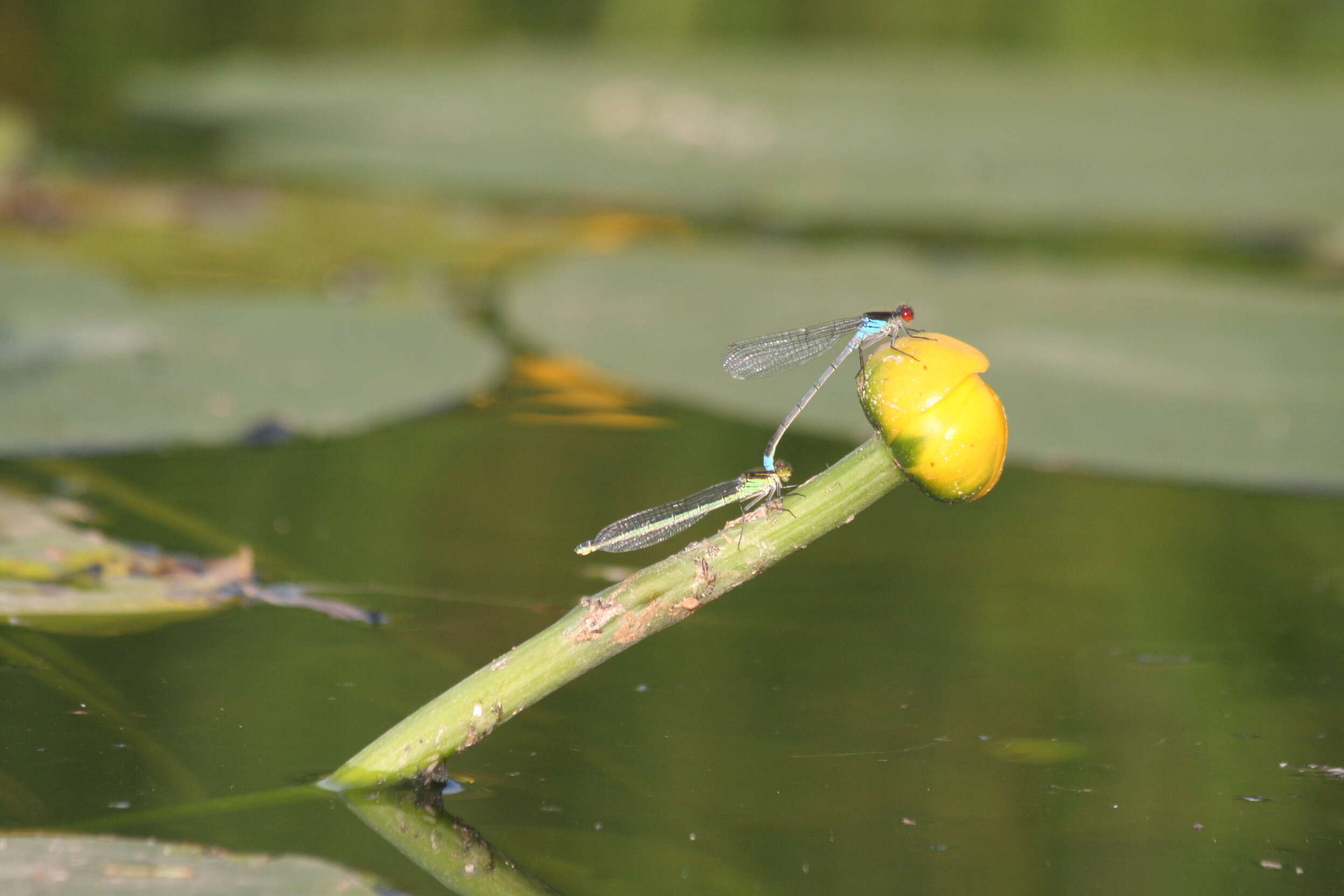 Image of red-eyed damselfly