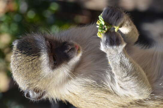 Image of Vervet Monkey