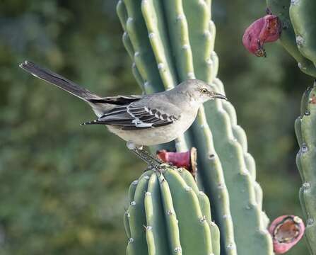 Image of Northern Mockingbird