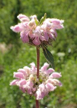 Image de Phlomoides tuberosa (L.) Moench