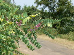 Image de Indigofera cassioides DC.