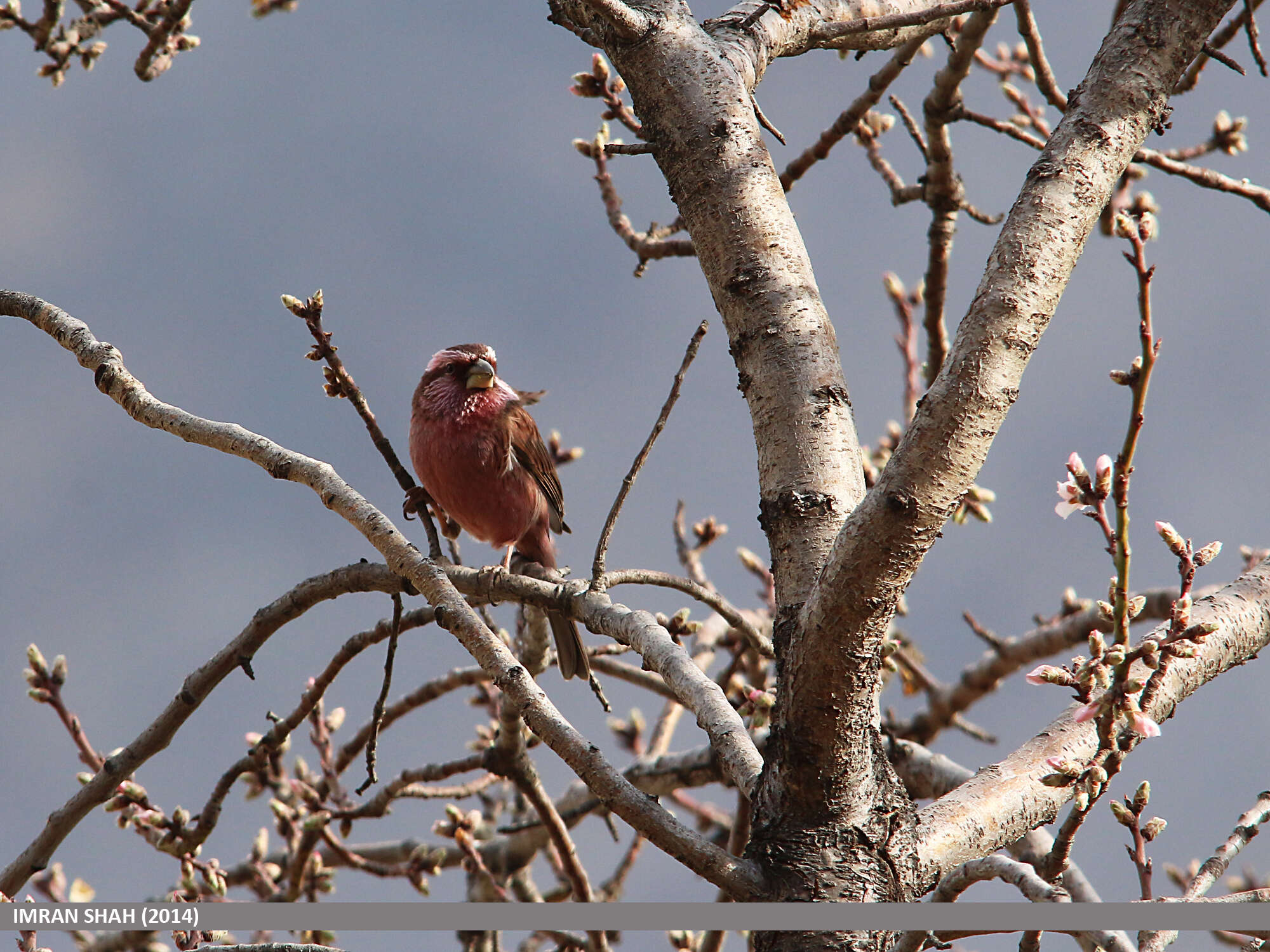 Plancia ëd Carpodacus rhodochlamys (Brandt & JF 1843)