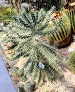 Image of thistle cholla