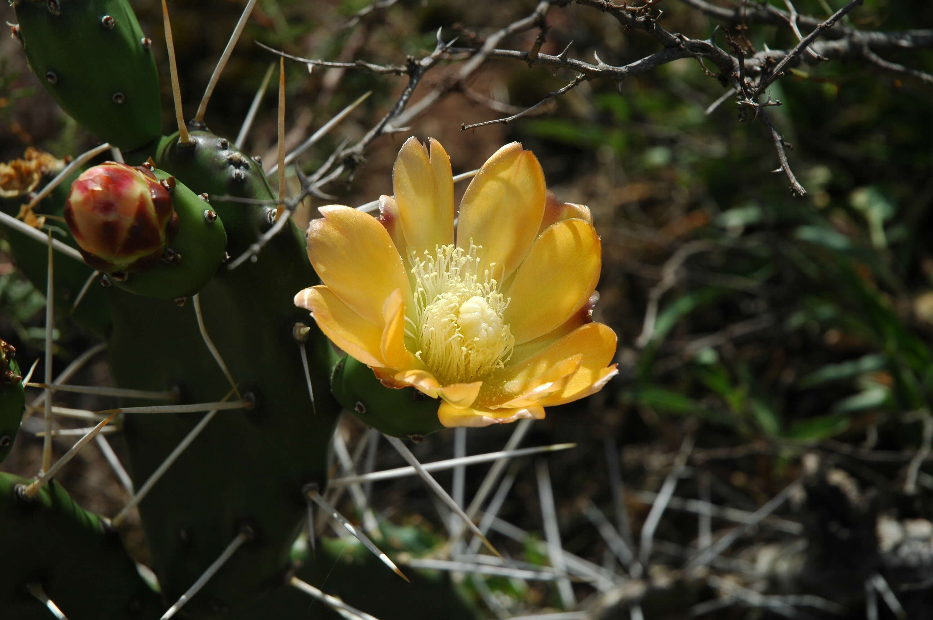 Image of Opuntia elata Salm-Dyck