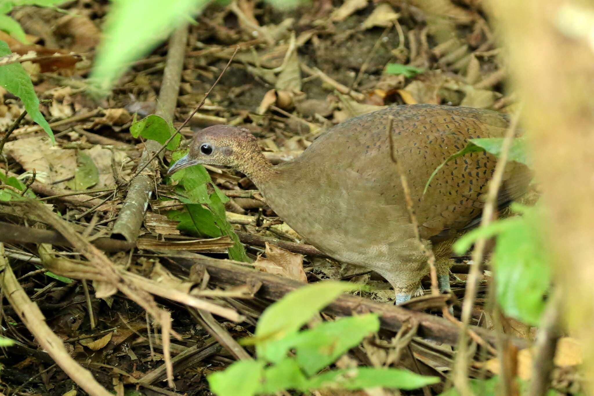 Image of Great Tinamou