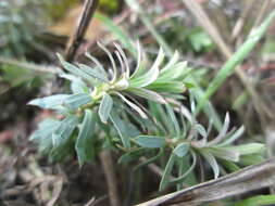 Image de Euphorbe petit cyprès