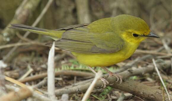 Image of Hooded Warbler