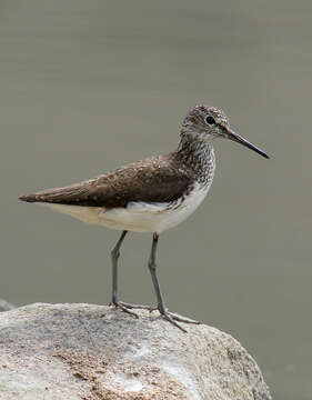 Image of Green Sandpiper