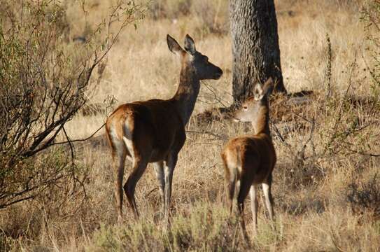 Image of Cervus elaphus hispanicus Hilzheimer 1909