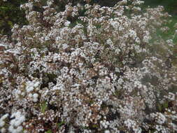 صورة Ageratina riparia (Regel) R. King & H. Rob.