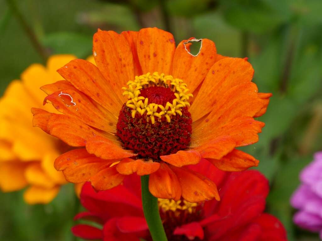 Image of ELEGANT ZINNIA