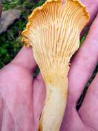 Image of Chanterelle