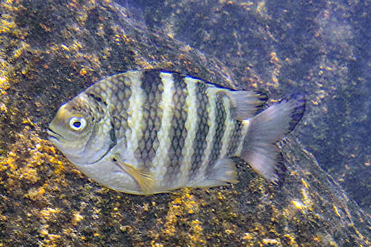 Imagem de Abudefduf septemfasciatus (Cuvier 1830)