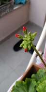 Image of horseshoe geranium