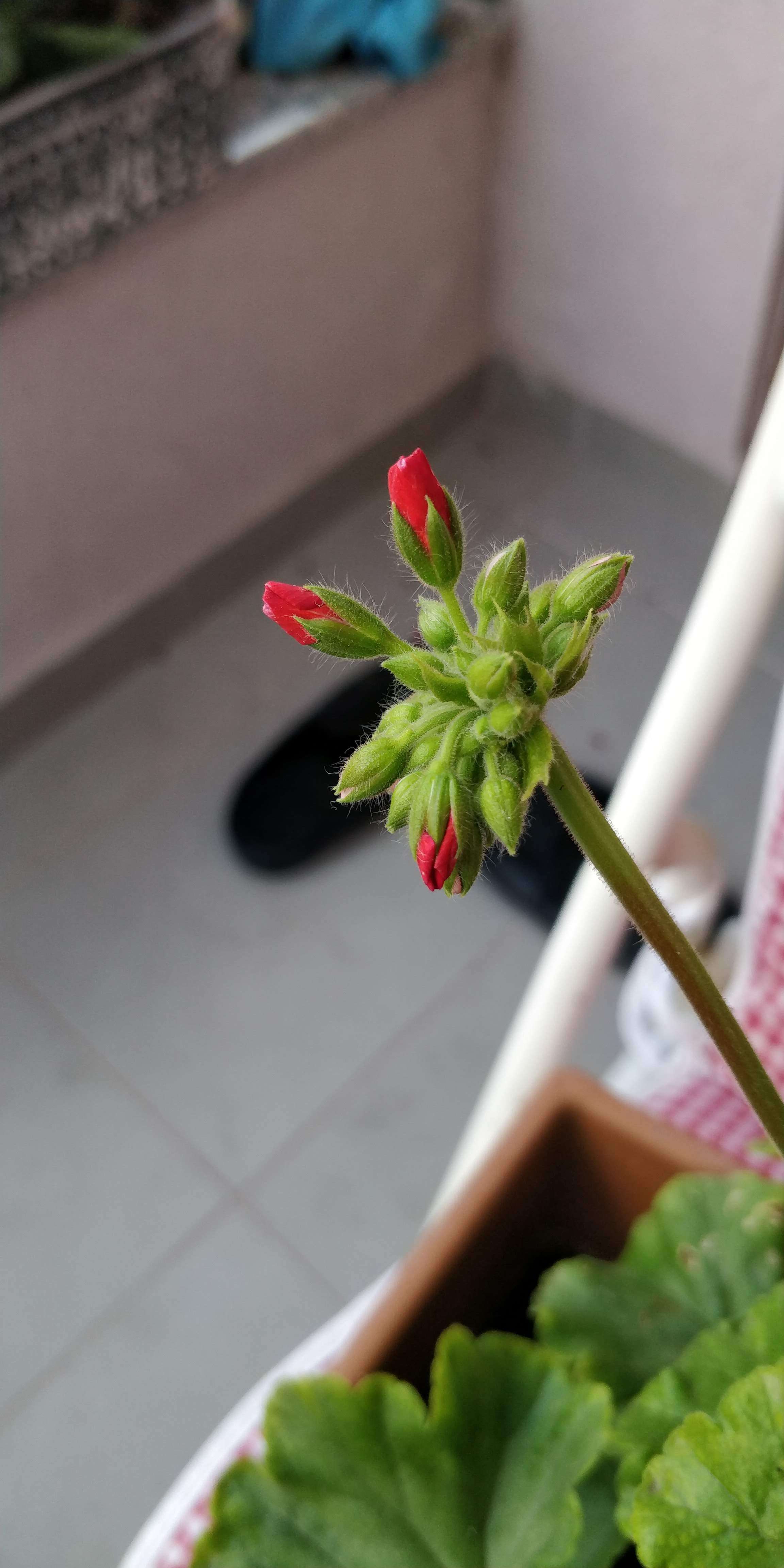 Image of horseshoe geranium