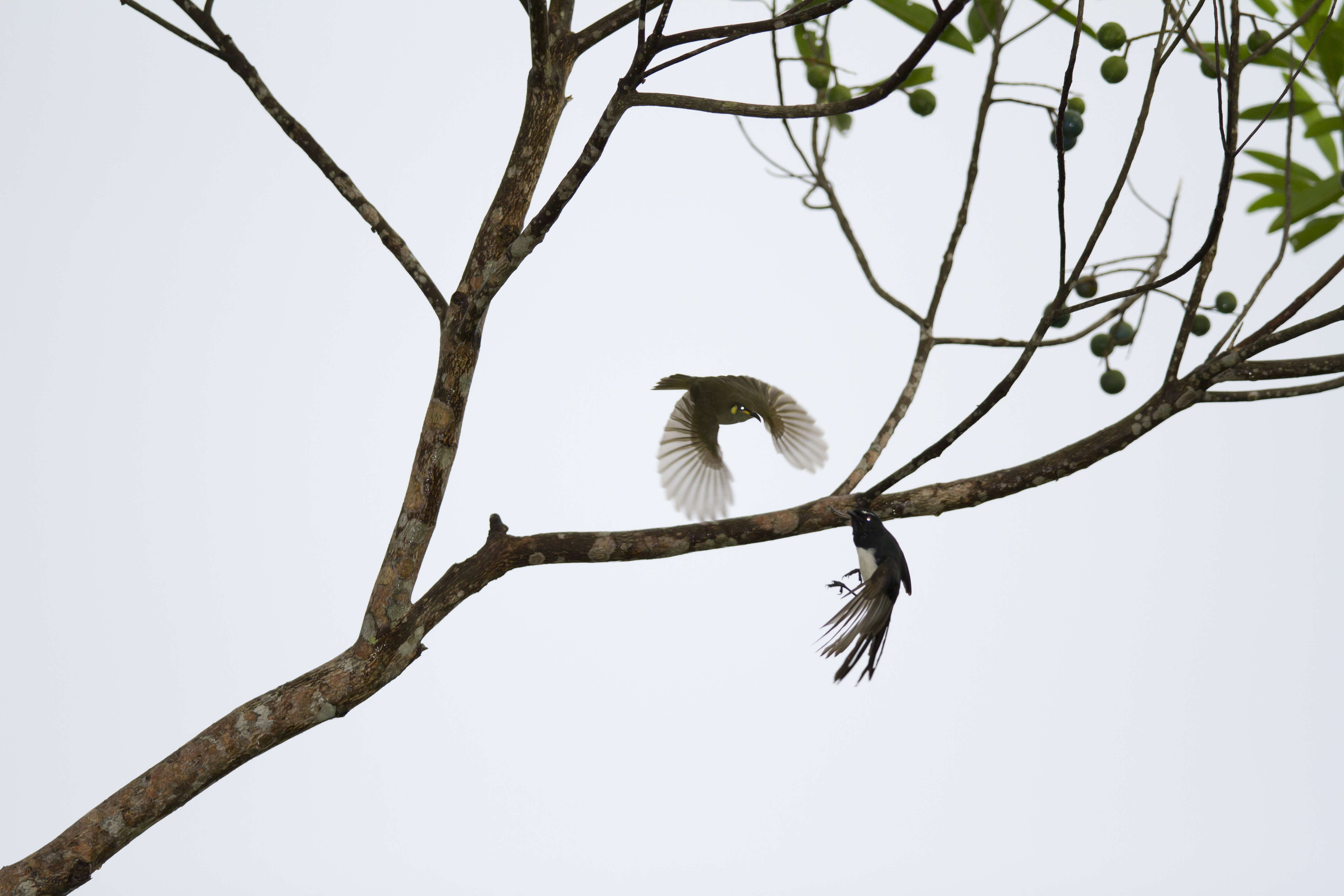 Image of Lewin's Honeyeater