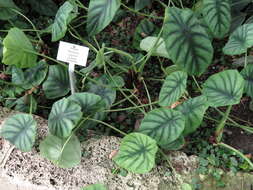 Image of Alocasia cuprea K. Koch