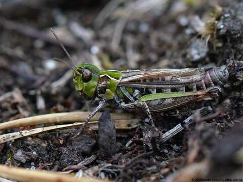 Plancia ëd Myrmeleotettix