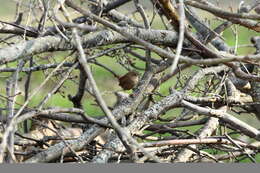 Image of Eastern Winter Wren