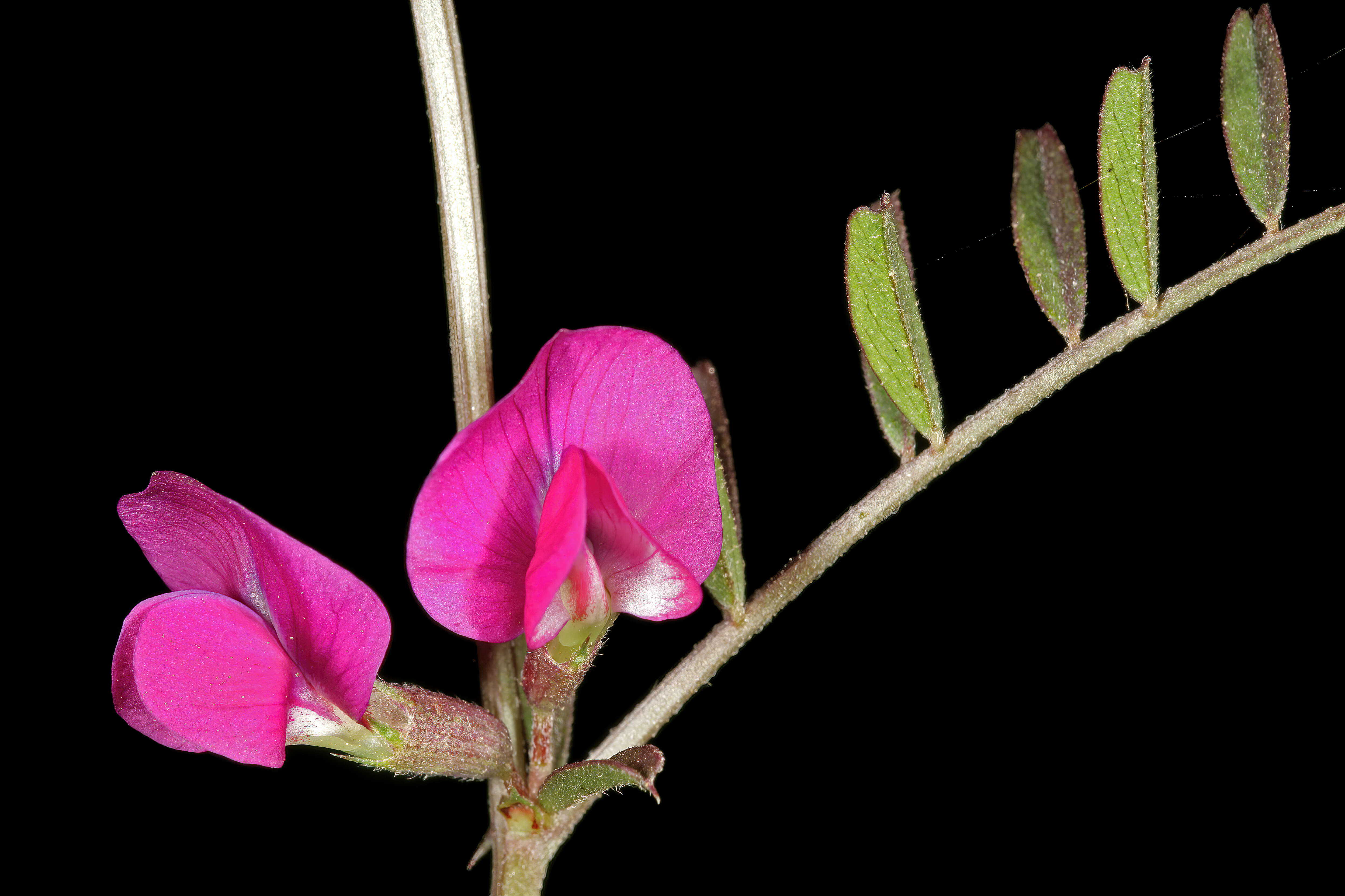 Image of Common Vetch