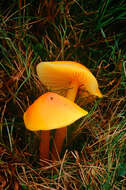 Hygrocybe chlorophana (Fr.) Wünsche 1877 resmi