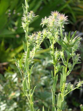 Image of Symphyotrichum plumosum (Small) Semple