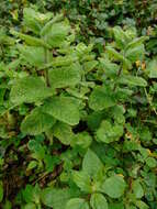 Image of Apple Mint