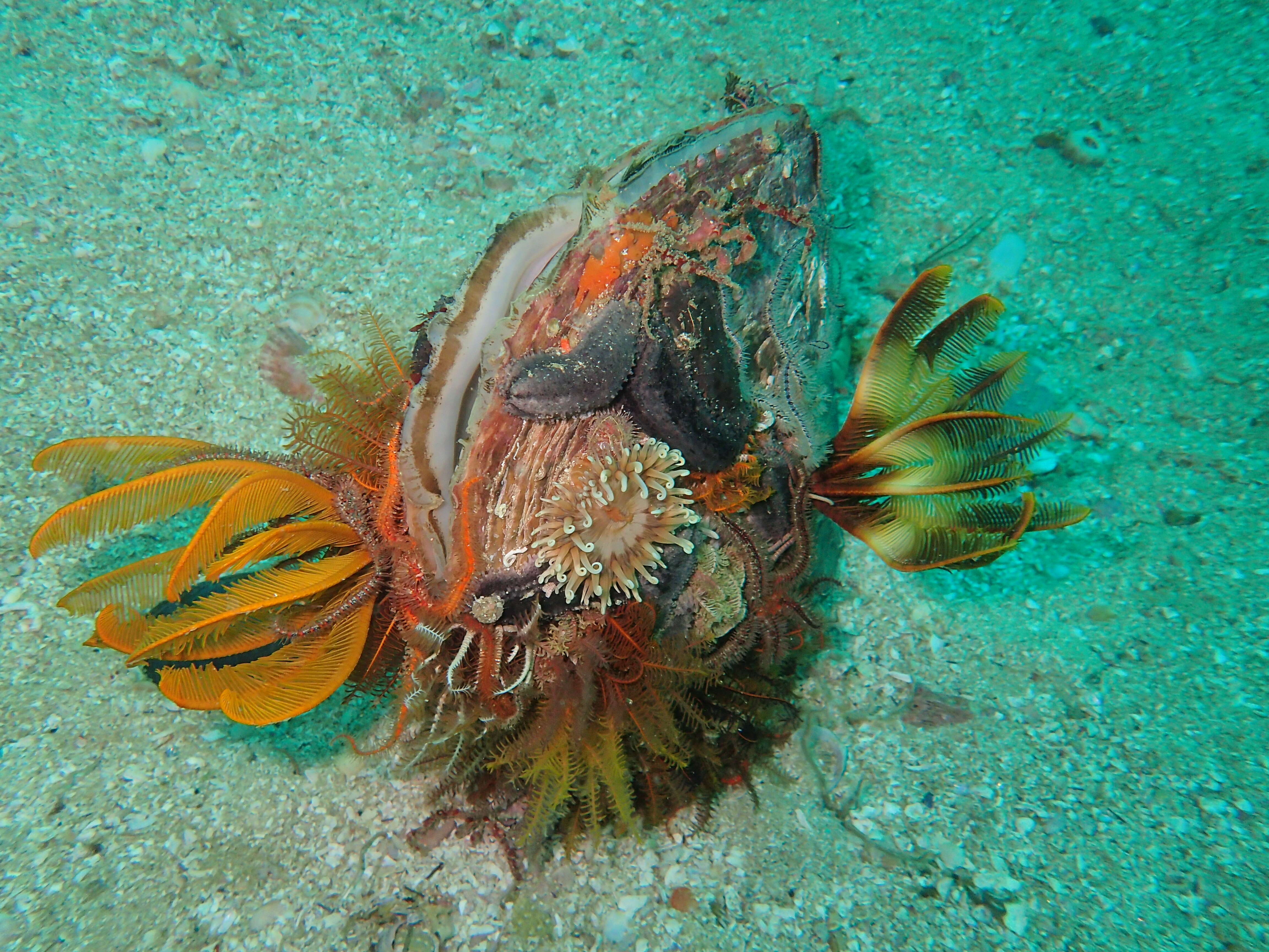 Image of horse mussel