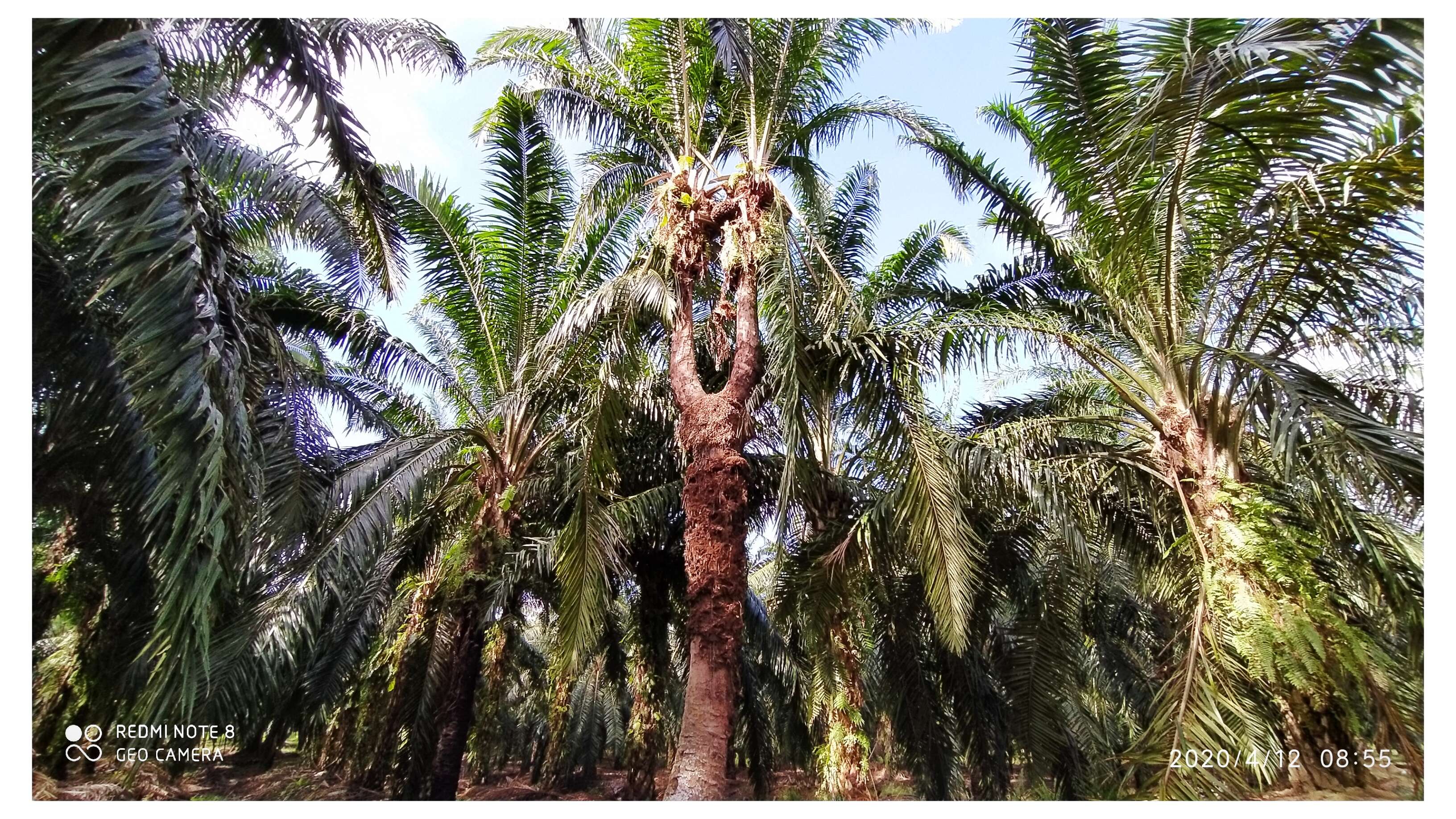 Слика од Elaeis guineensis Jacq.