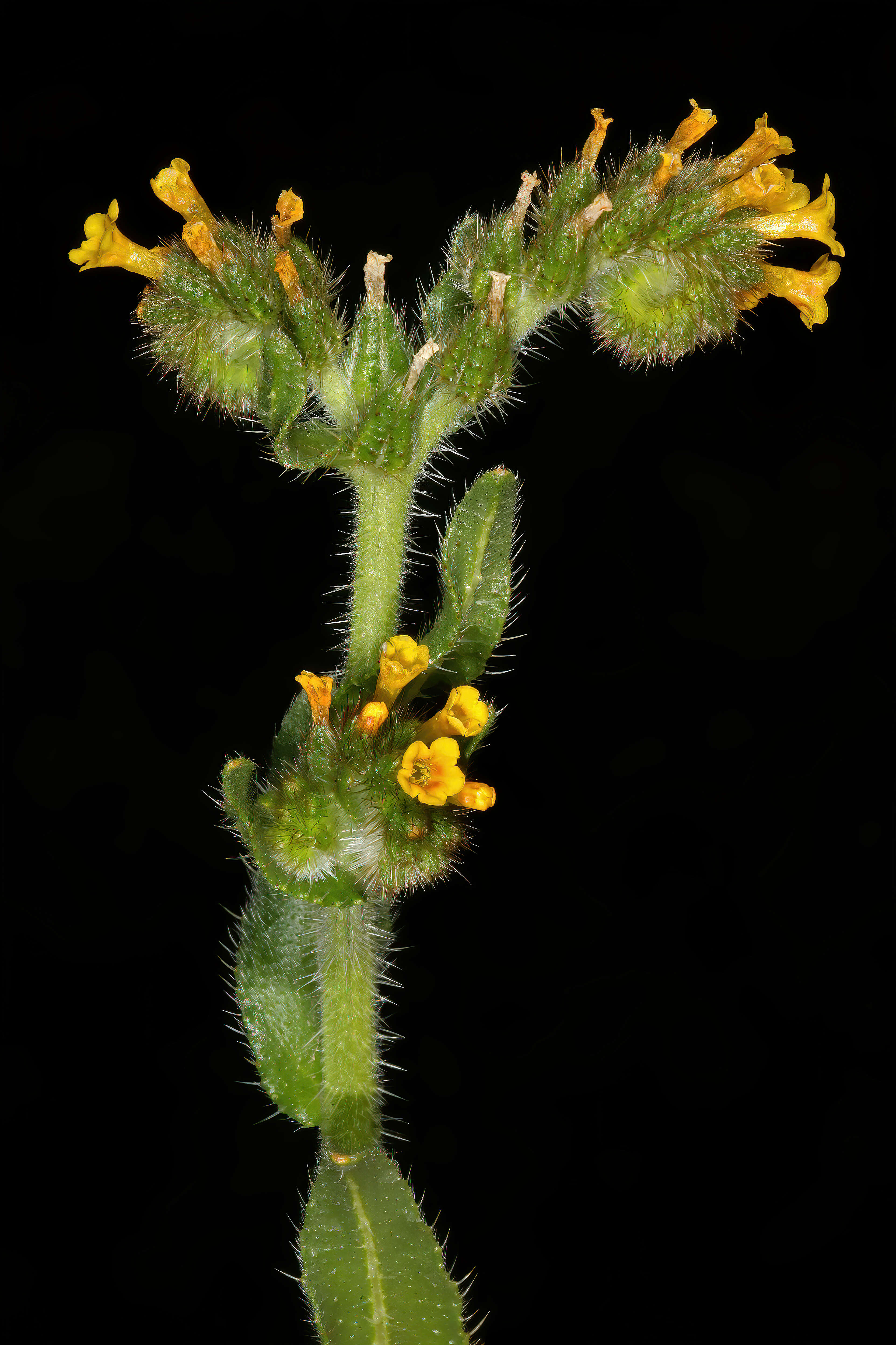 Image of Menzies' fiddleneck