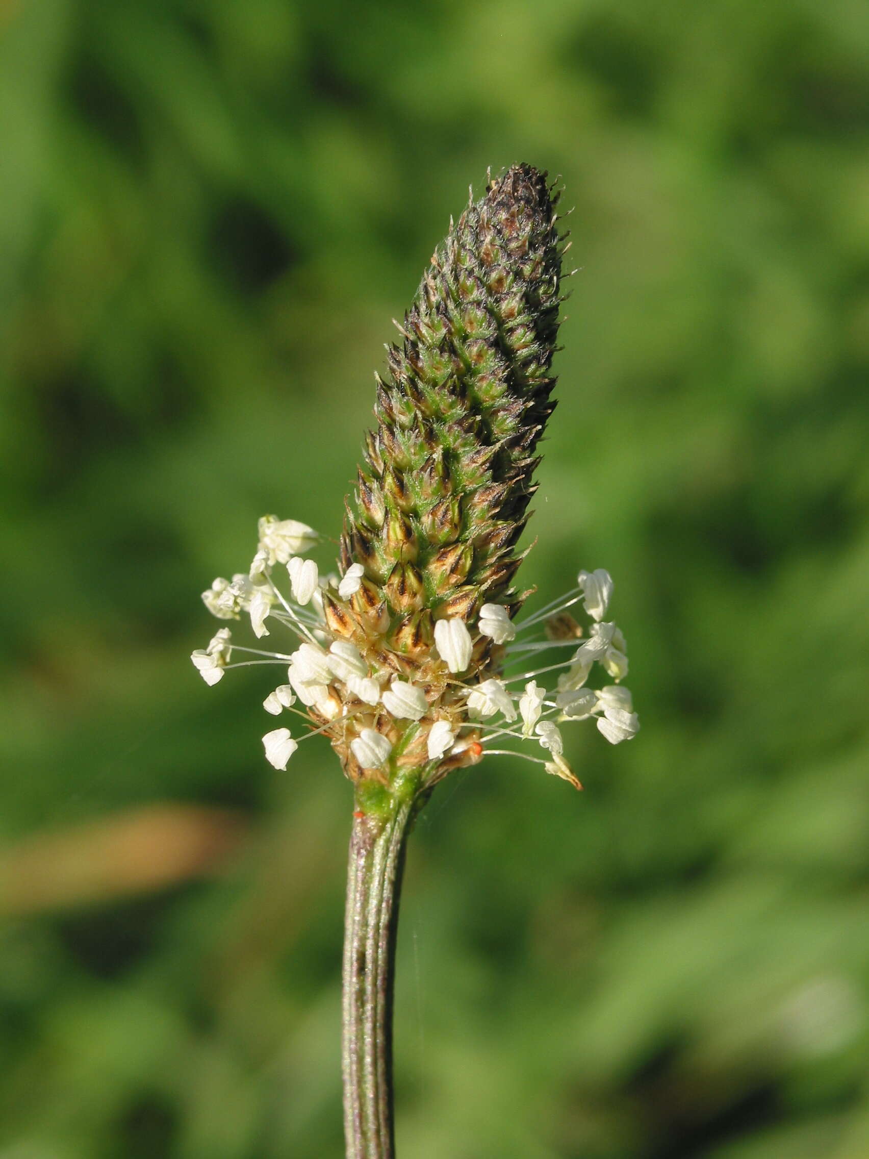 Image of Ribwort Plantain