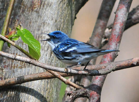 Image of Cerulean Warbler