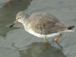 Image of Common Redshank