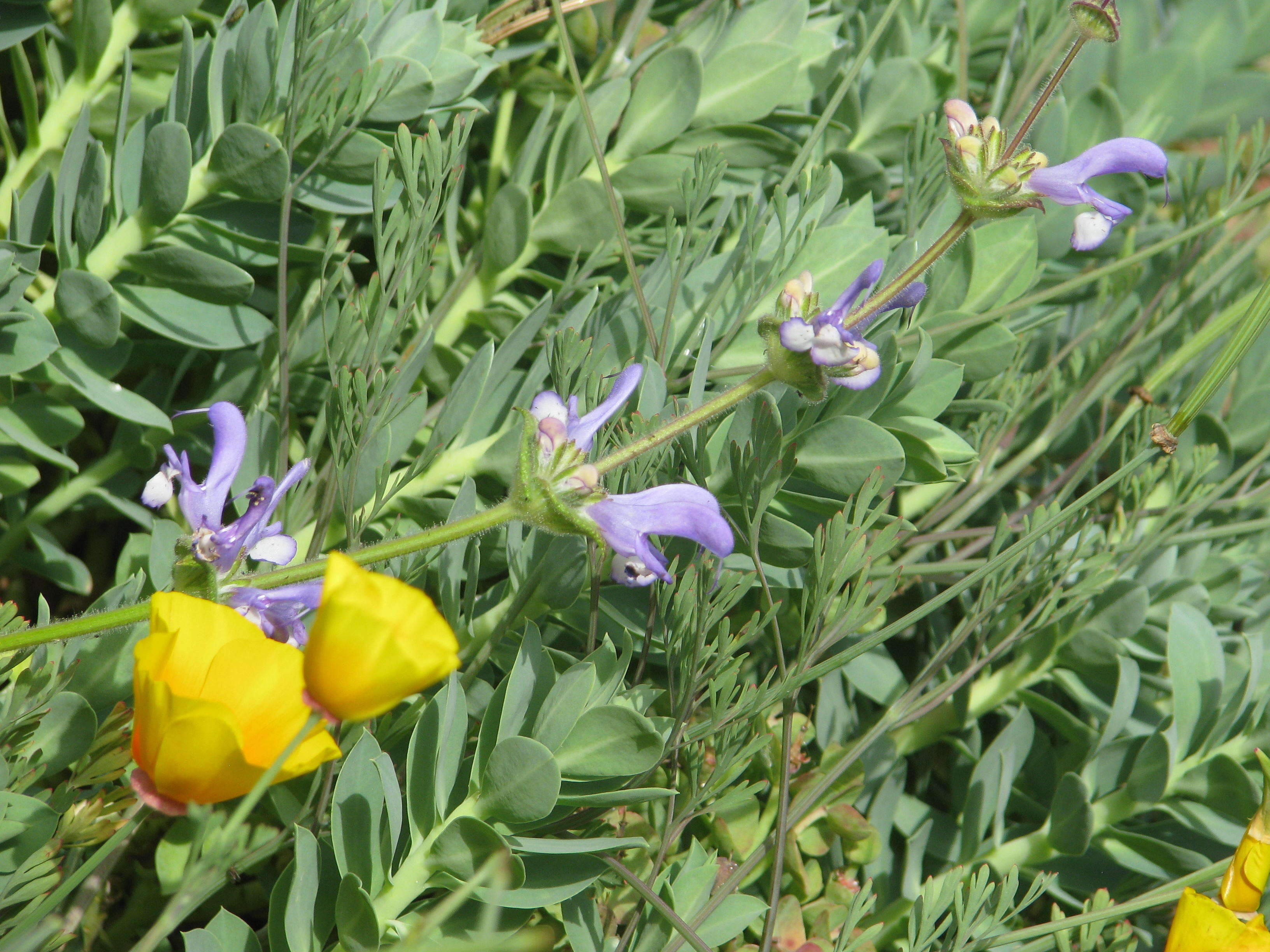 Image of Salvia hypargeia Fisch. & C. A. Mey.