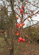 Image of Siberian crab apple