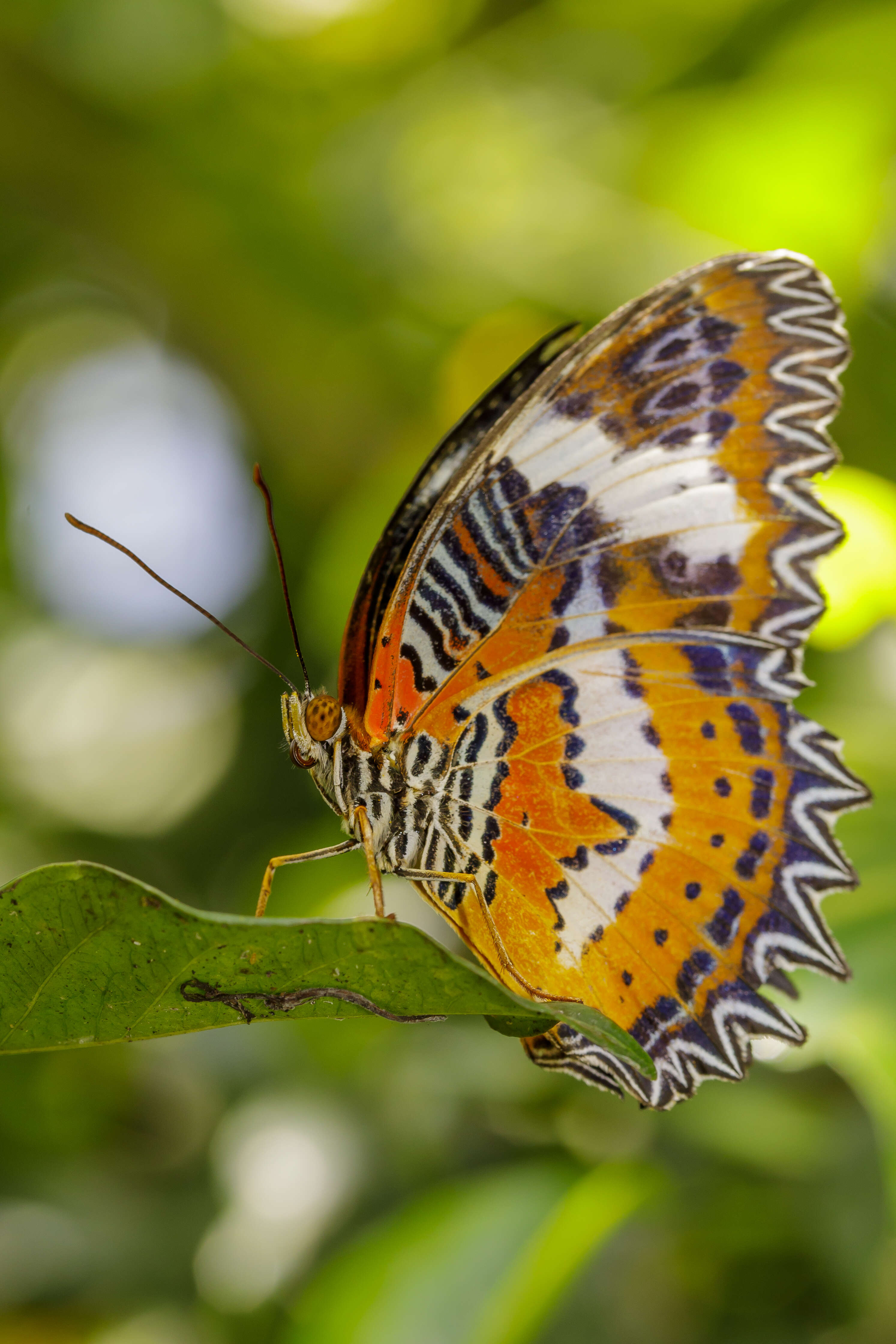 Cethosia hypsea Doubleday (1847) resmi