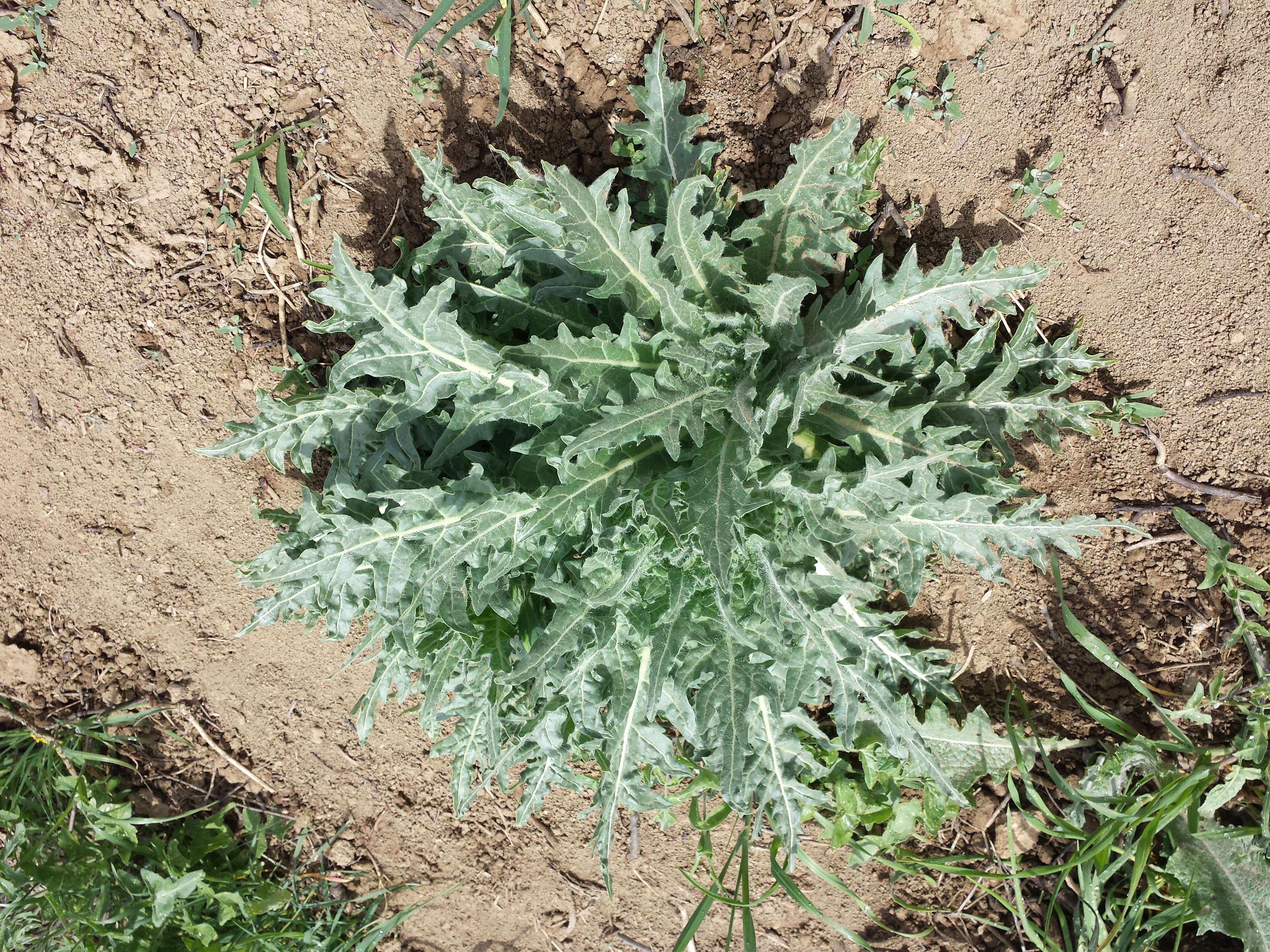 Image of black henbane