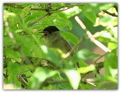 Image of Blackcap