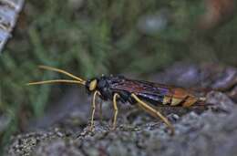 Image of Urocerus gigas