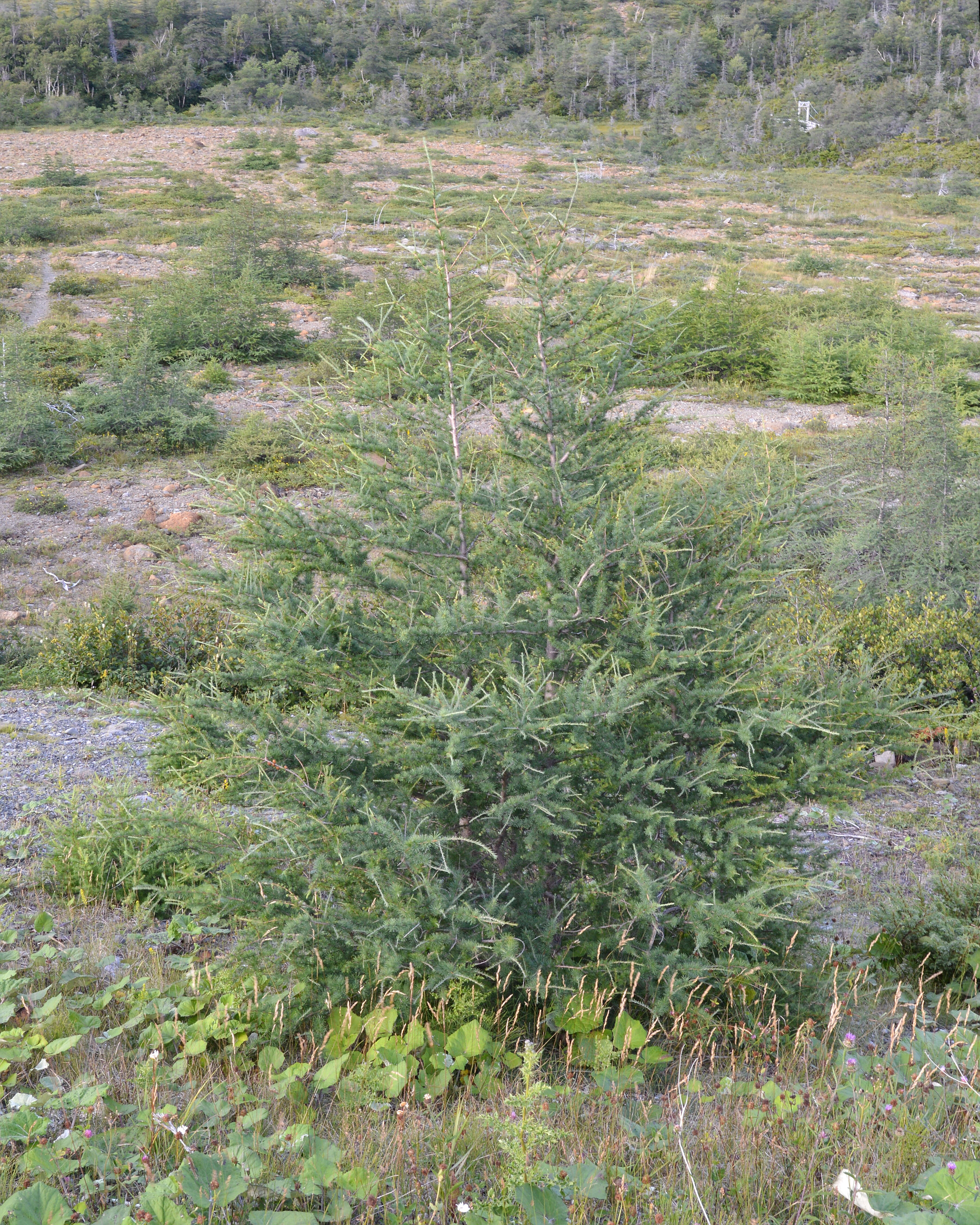 Image of American Larch